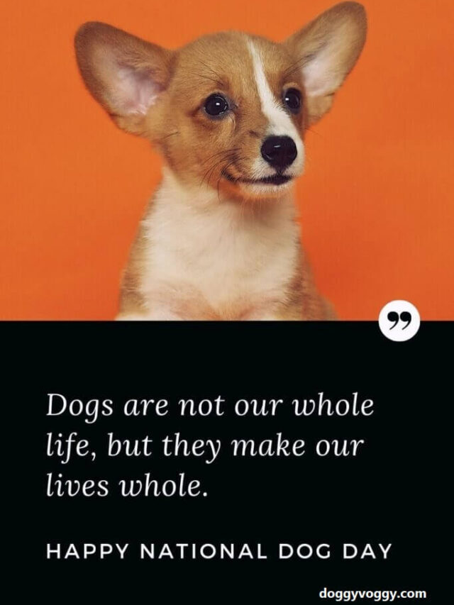 Happy National Dog Day Quotes